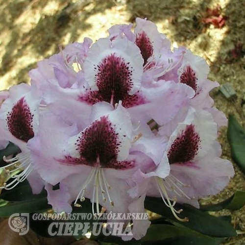 Alexis- Рододендрон гибридный - Alexis - Rhododendron hybridum