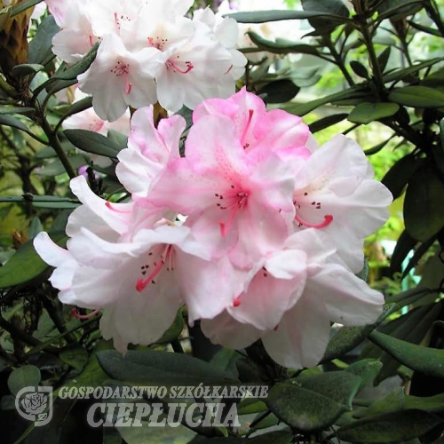 Aloha - Różanecznik wielkokwiatowy - Aloha- Rhododendron hybridum