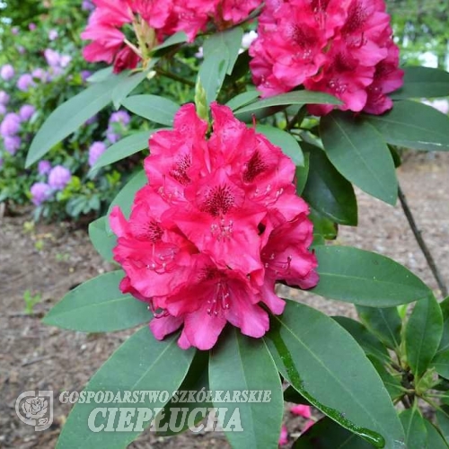 America - Рододендрон гибридный - America - Rhododendron hybridum