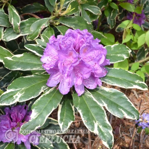 Anna's Platinum - Rhododendron hybrid - Anna's Platinum - Rhododendron hybridum