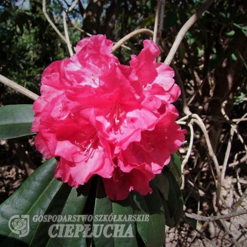 Armistice Day- Рододендрон гибридный - Armistice Day - Rhododendron hybridum