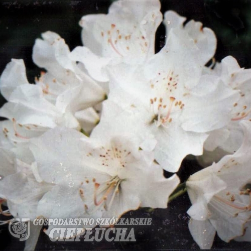 Arno- Рододендрон гибридный - Arno - Rhododendron hybridum