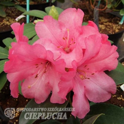 August Lamken - Рододендрон гибридный - August Lamken - Rhododendron hybridum