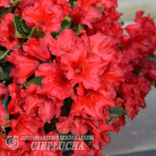 Baden Baden - różanecznik repens - Baden Baden - Rhododendron repens