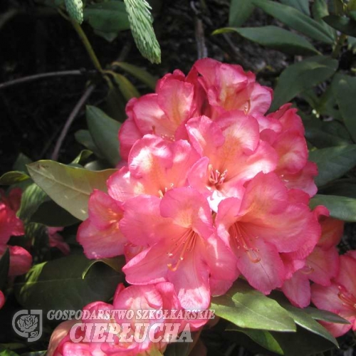 Balalaika  dichroanthum - Рододендрон - Balalaika  dichroanthum - Rhododendron hybridum