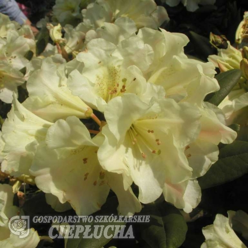 Bananaflip wardii-hybr. - Рододендрон гибридный - Bananaflip wardii-hybr.  - Rhododendron hybridum