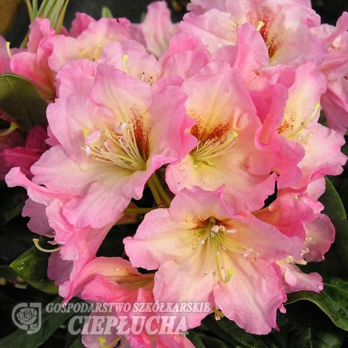 Bangkok - Рододендрон гибридный - Bangkok - Rhododendron hybridum