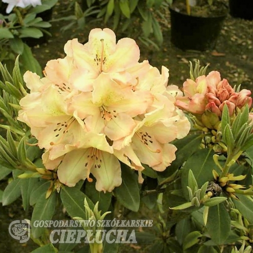Belkanto - Рододендрон гибридный - Belkanto - Rhododendron hybridum