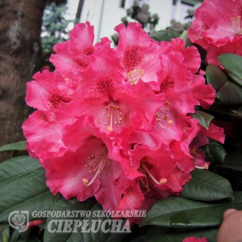 Berliner Liebe  insigne-hybr- Рододендрон гибридный - Berliner Liebe  insigne-hybr - Rhododendron hybridum