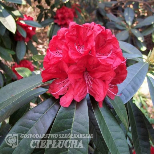 Bibiani  - Рододендрон гибридный - Bibiani - Rhododendron hybridum