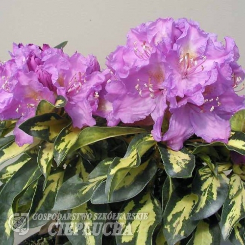 Blattgold- Рододендрон гибридный - Blattgold - Rhododendron hybridum