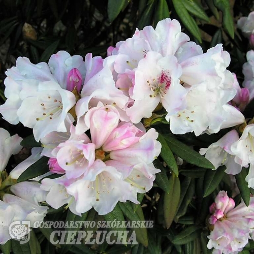 Blewbury Рододендрон гибридный - Blewbury - Rhododendron hybridum