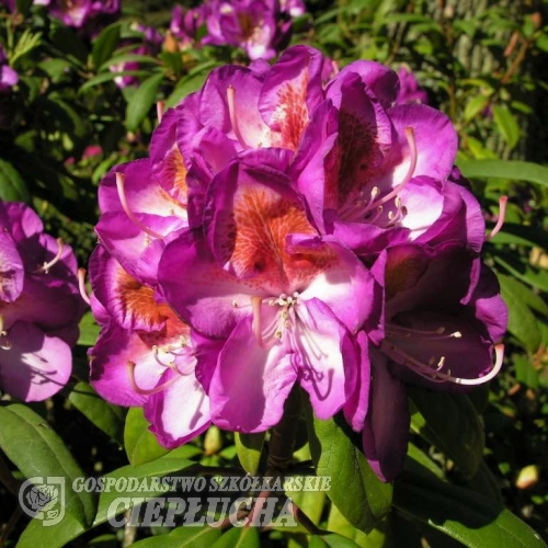 BlueBell- Рододендрон гибридный - BlueBell - Rhododendron hybridum