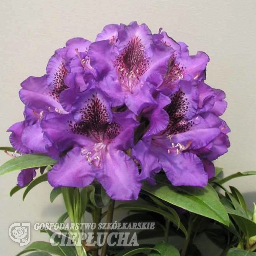 Blue Boy- Рододендрон гибридный - Blue Boy - Rhododendron hybridum