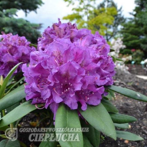 Bohlken's Lupinenberg Laguna  - różanecznik jakuszimański - Bohlken's Lupinenberg Laguna -Rhododendron yakushimanum