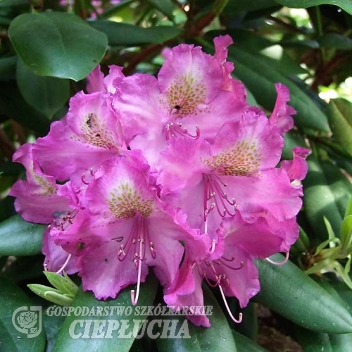 Bohlkens Lupinenberg-  Rhododendron yakushimanum - Bohlkens Lupinenberg -Rhododendron yakushimanum