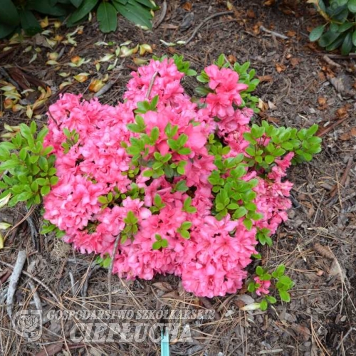 Rokoko - Japanische Azalee - Rokoko - Rhododendron; Azalea japonica; Rhododendron  Hachmann's Rokoko