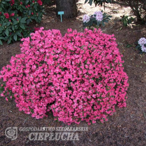 Kius Kiriode -Japanese Azalea - Kius Kiriode - Rhododendron