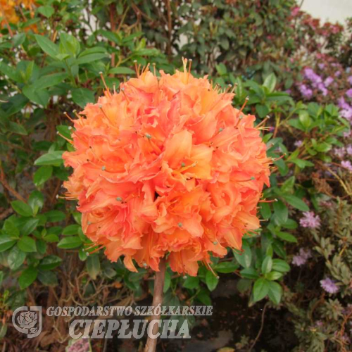 Mandarin Lights - Azalia wielkokwiatowa - Mandarin Lights - Rhododendron (Azalea)