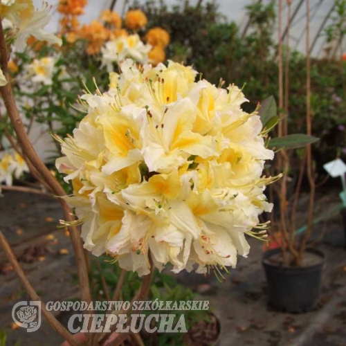 Northern Hi-Lights - Azalee - Northern Hi-Lights - Rhododendron (Azalea)