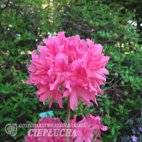 Rosy Lights - Azalia wielkokwiatowa - Rosy Lights - Rhododendron  (Azalea)