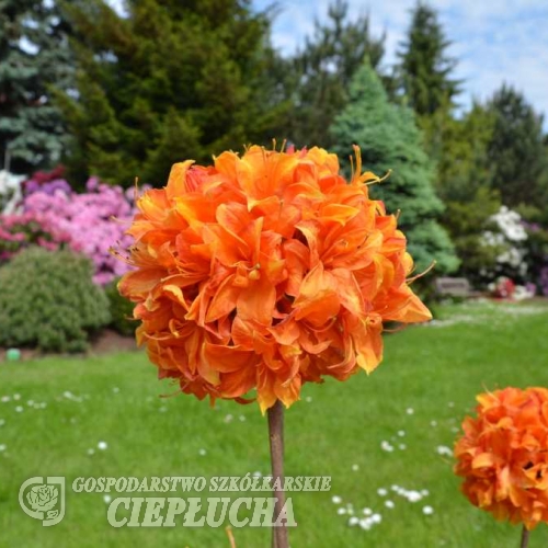 Glowing Embers - Azalee - Glowing Embers - Rhododendron (Azalea)