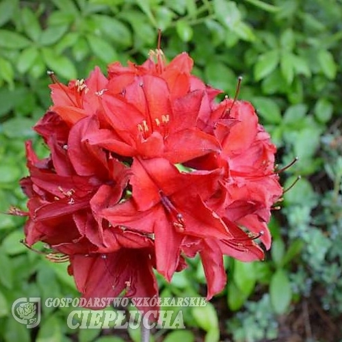 Nabucco - Azalia wielkokwiatowa - Nabucco - Rhododendron (Azalea)