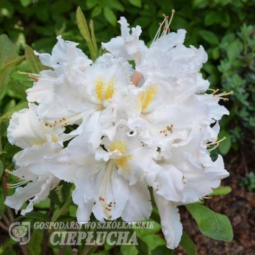 Oxydol - Azalee - Oxydol - Rhododendron (Azalea)