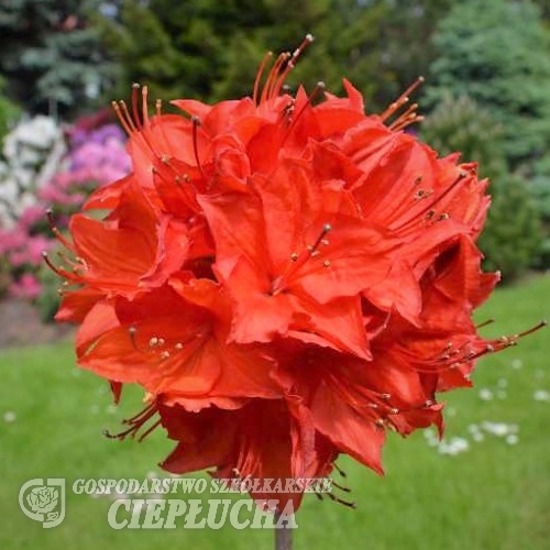 Parkfeuer - Azalee - Parkfeuer - Rhododendron (Azalea)