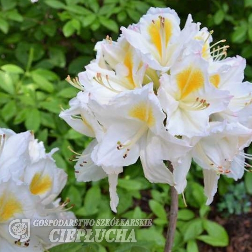 Persil - Azalee - Persil - Rhododendron (Azalea)