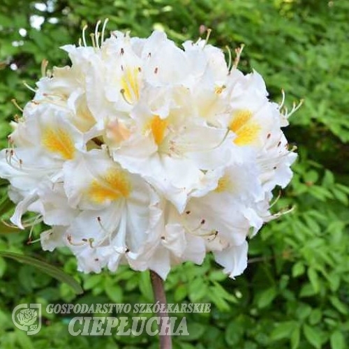 Schneegold - Azalia wielkokwiatowa - Schneegold - Rhododendron (Azalea)