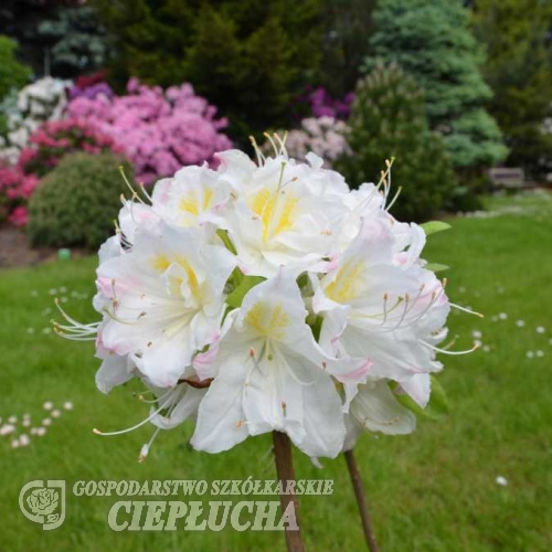 Silver Slipper - Azalee - Silver Slipper - Rhododendron (Azalea)