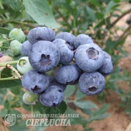 Chanticleer - Highbush blueberry - Chanticleer - Vaccinium corymbosum