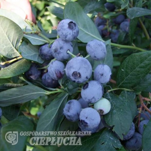 Draper - Blueberry under license - Draper - Vaccinium corymbosum