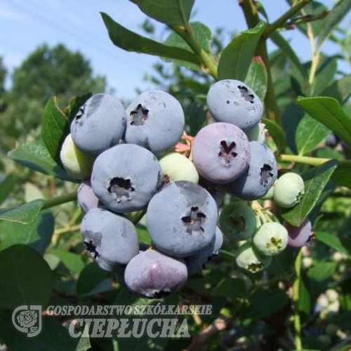 Elizabeth - borówka amerykańska - Elizabeth - Vaccinium corymbosum