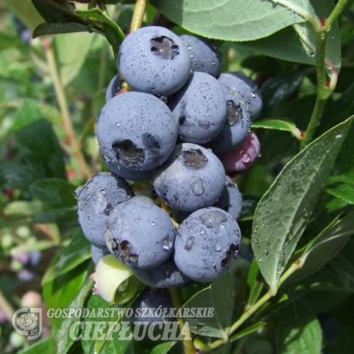 Goldtraube - Heidelbeere - Goldtraube - Vaccinium corymbosum