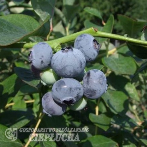 Nelson - Highbush blueberry - Nelson - Vaccinium corymbosum