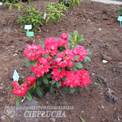 Frühlingsglühen - Рододендрон гибридный - Frühlingsglühen - Rhododendron hybridum ; Rhododendron hirtipes