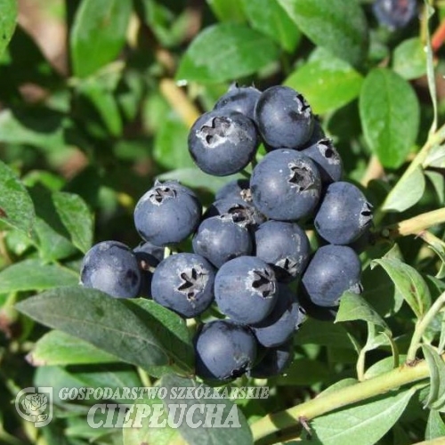 Aino PBR - Halfhigh Blueberry - Aino PBR - Vaccinium  angustifolium x Vaccinium corymbosum