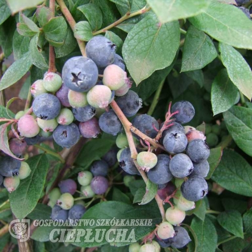 Arto PBR - Heidelbeere - Arto PBR - Vaccinium  angustifolium x Vaccinium corymbosum