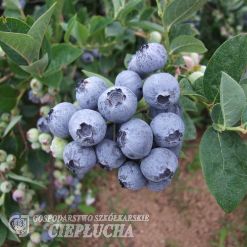 Bluegold - Highbush blueberry - Bluegold - Vaccinium corymbosum