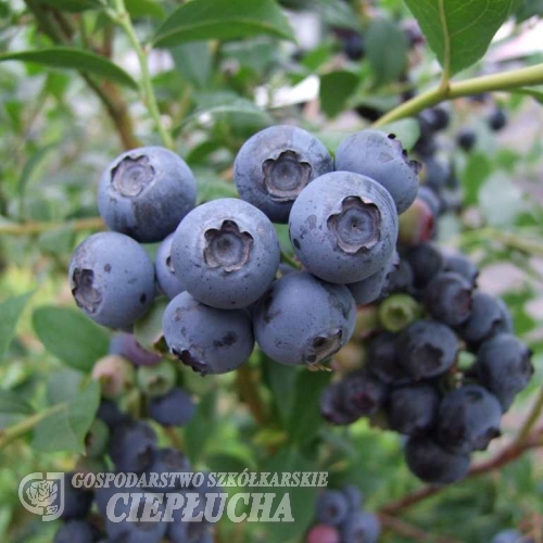 Bluetta - Highbush blueberry - Bluetta - Vaccinium corymbosum