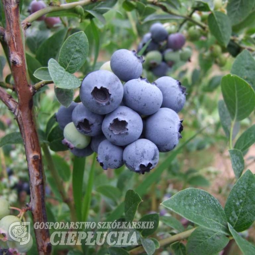 Hardyblue - borówka amerykańska - Hardyblue - Vaccinium corymbosum