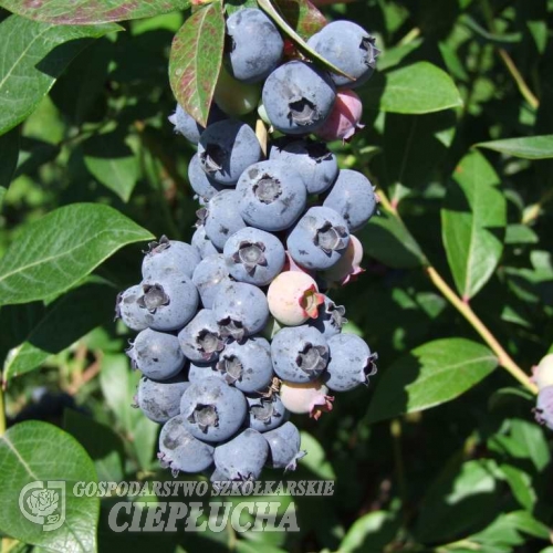 Meader - Highbush blueberry - Meader - Vaccinium corymbosum