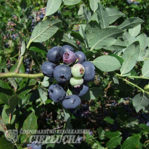 Northblue - Halfhigh Blueberry - Northblue - Vaccinium angustifolium x Vaccinium corymbosum