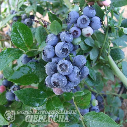 Northland - Kulturheidelbeere - Northland - Vaccinium angustifolium x Vaccinium corymbosum