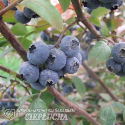 Elliott - Highbush blueberry - Elliott - Vaccinium corymbosum