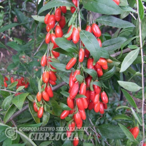 Lycium barbarum 'New Big' - Goji berry - Lycium barbarum 'New Big'