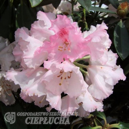 Arabella - różanecznik jakuszimański - Arabella - Rhododendron yakushimanum