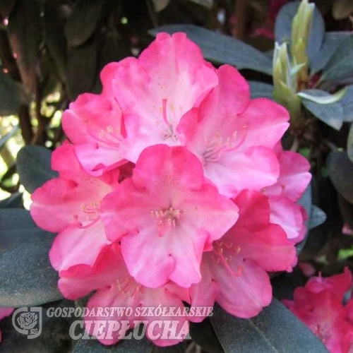 Fantastica - różanecznik jakuszimański - Fantastica - Rhododendron yakushimanum